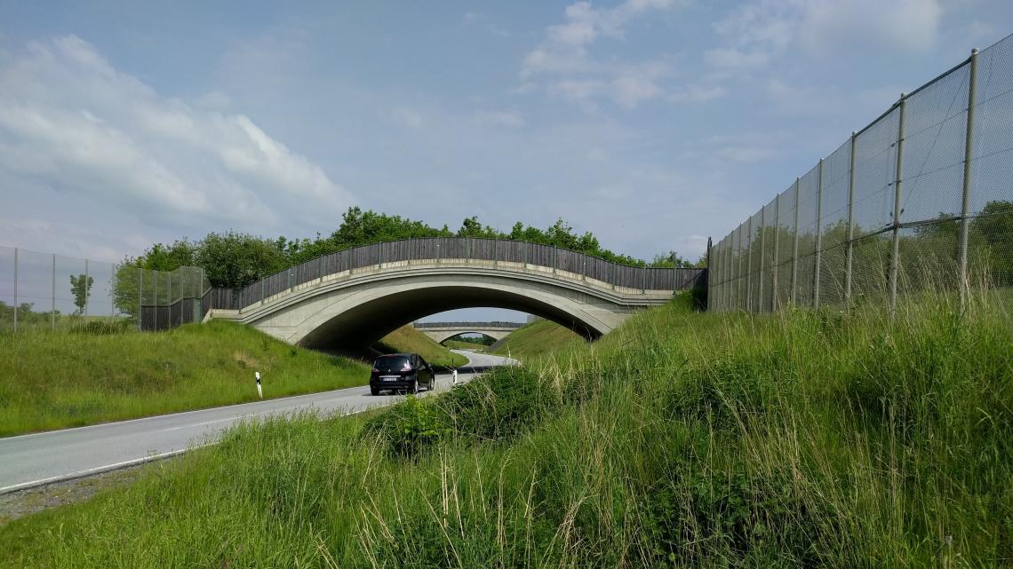 Wildtierbrücke: Eine Überführung als Querungshilfe für Fledermäuse.