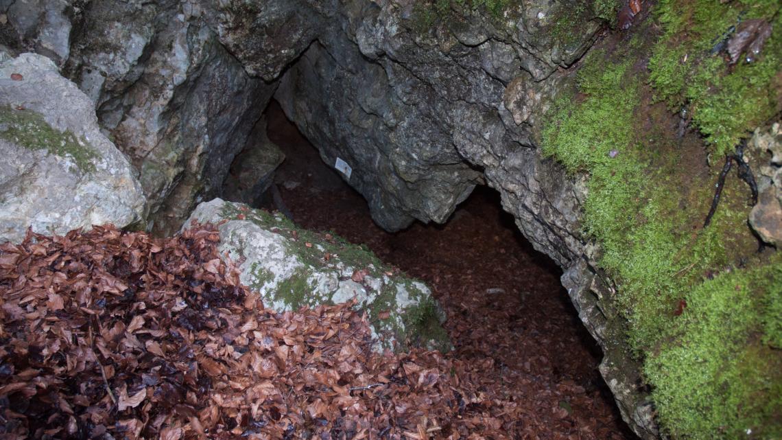 Viele Fledermausarten nutzen unterirdische Höhlen als Winterquartiere.