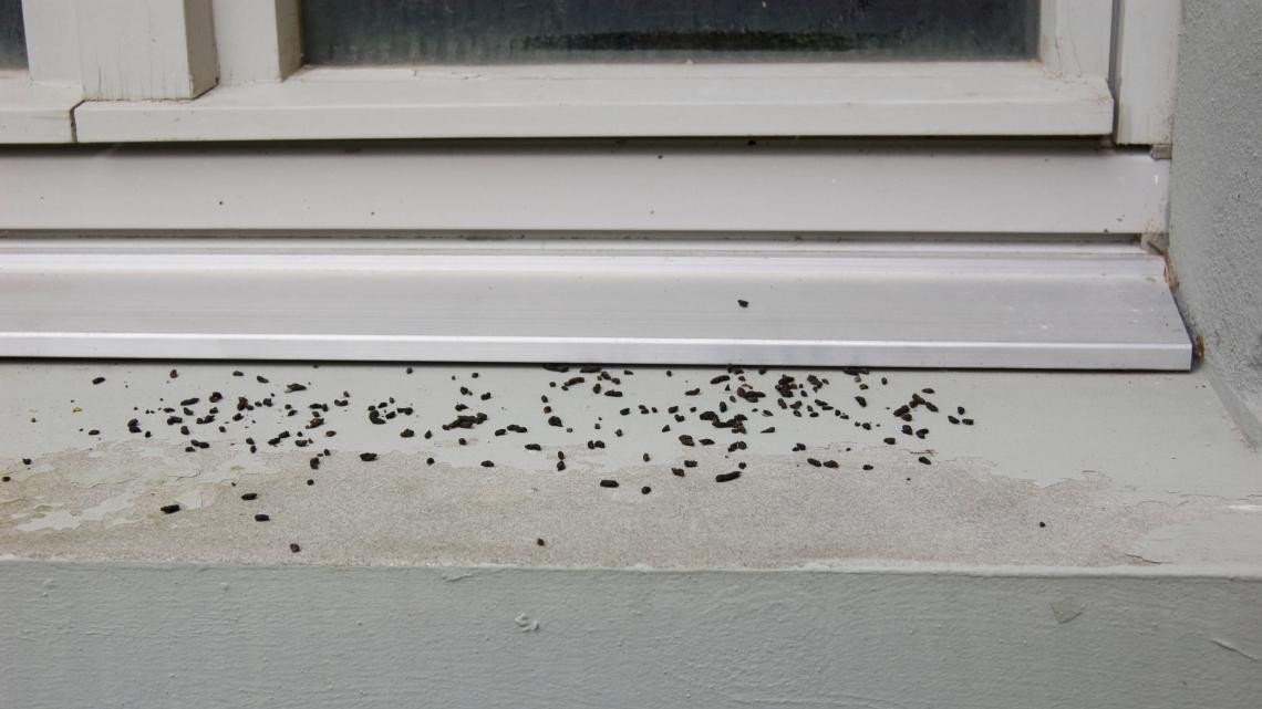 Kot-Chegeli von Fledermäusen auf einem Fenstersims