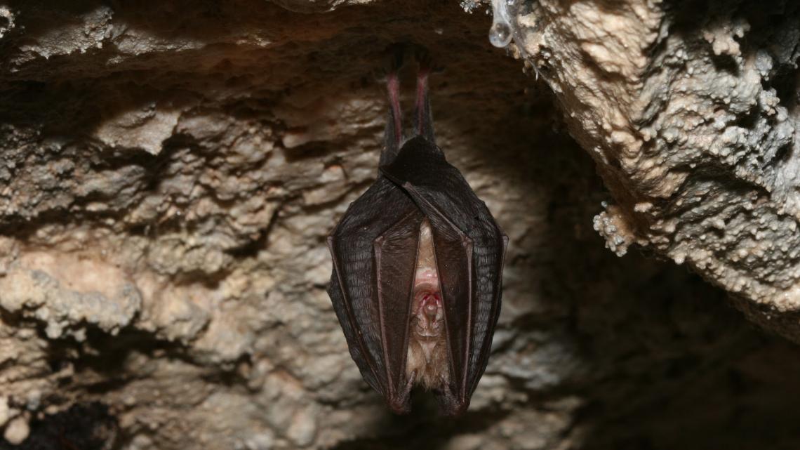 Die Suche nach in Höhlen versteckten Caches kann Fledermäuse im Winterschlaf stören.