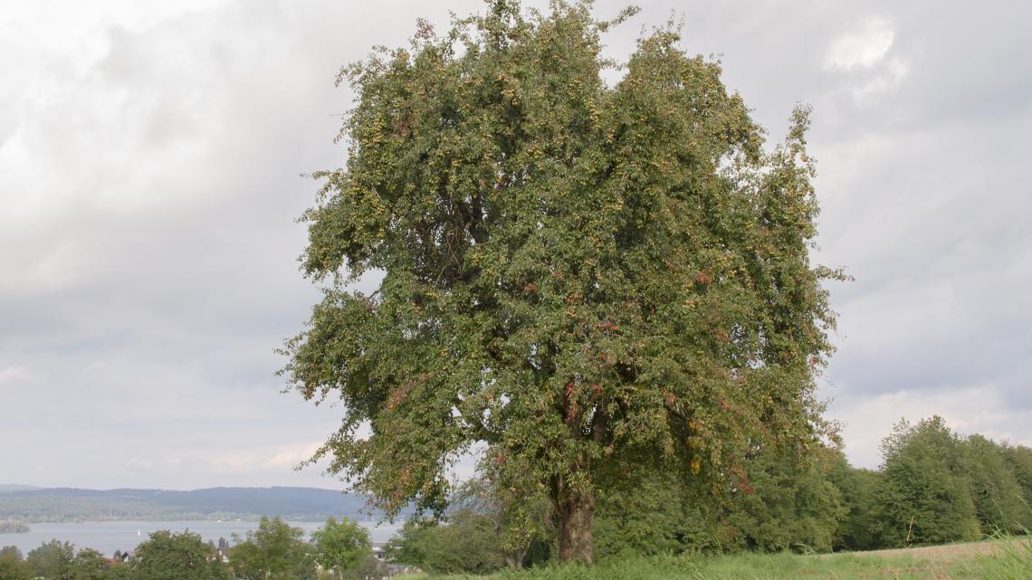 Jagdlebensraum: ausladender Hochstammobstbaum