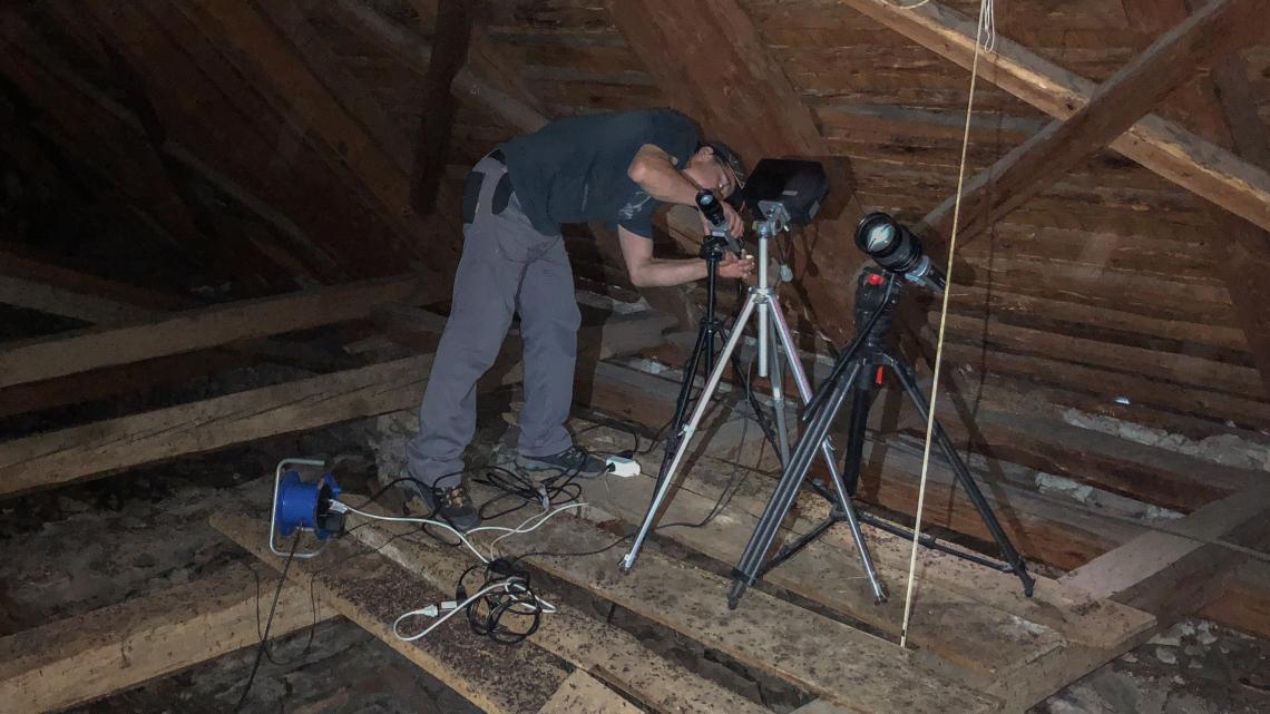 Im Dachstock installierte Infrarot-Kameras erlauben einen Blick in die Fledermauskolonie. 