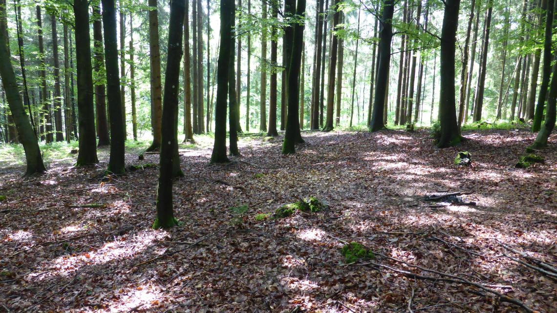 Jagdlebensraum: Hallenwald mit freiem Bodenzugang
