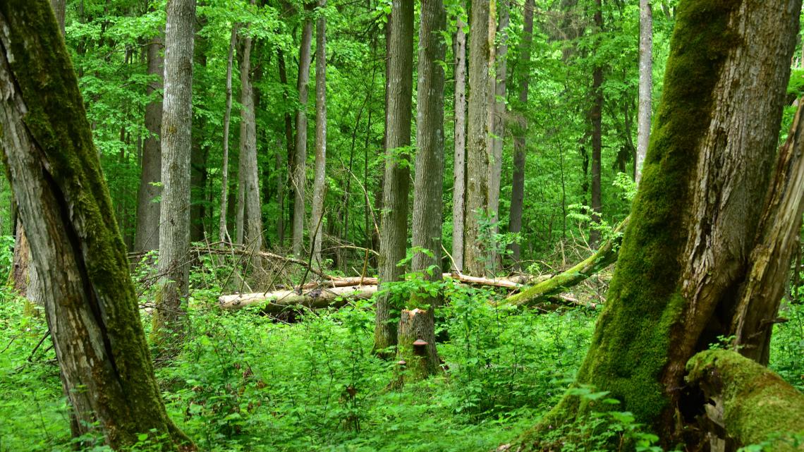 Jagd- und Quartierlebensraum: alter Wald