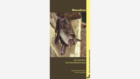 Faltblatt "Mausohren – Die typischen Dachstockfledermäuse"