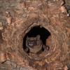 Grosse Abendsegler sind typische Baumhöhlenbewohner, so überwintern sie auch oft in geeigneten Baumhöhlenquartieren.