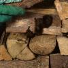 Rauhautfledermäuse überwintern oft in Scheiterbeigen, wo sie manchmal beim Abtragen des Holzes aufgeweckt werden.