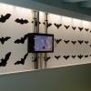Entdecken Sie unsere Ausstellung "Fledermaus-Welt".