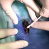 Grössere Eingriffe werden in Zusammenarbeit mit Spezialist*innen durchgeführt. Wie hier eine Operation in der Bauchhöhle bei einer Fledermaus.