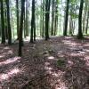 Jagdlebensraum: Hallenwald mit freiem Bodenzugang